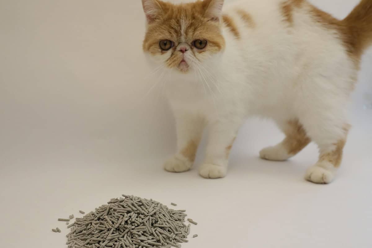 Bentonite vs. Tofu Cat Litter: Which Is Right for Your Cat and Home?